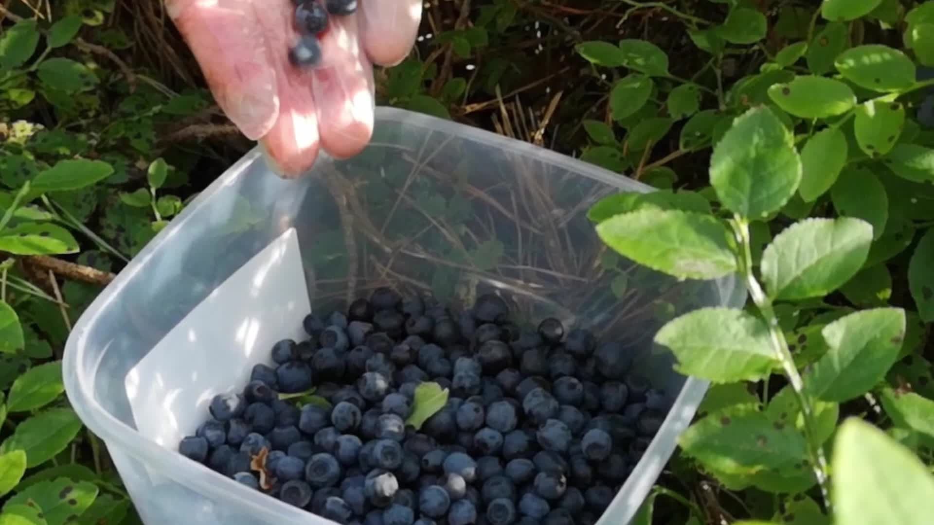 Picking Blueberries In Estonia