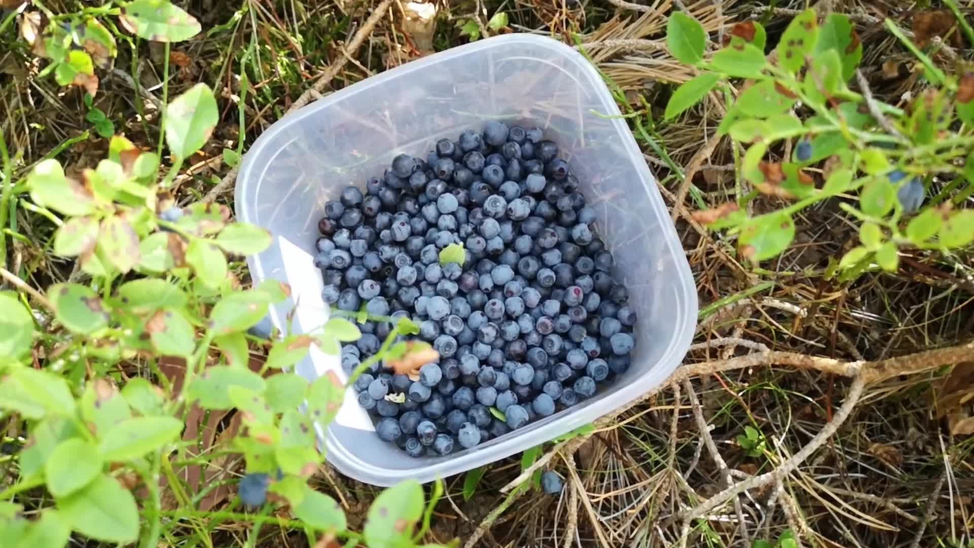 Picking Blueberries In Estonia