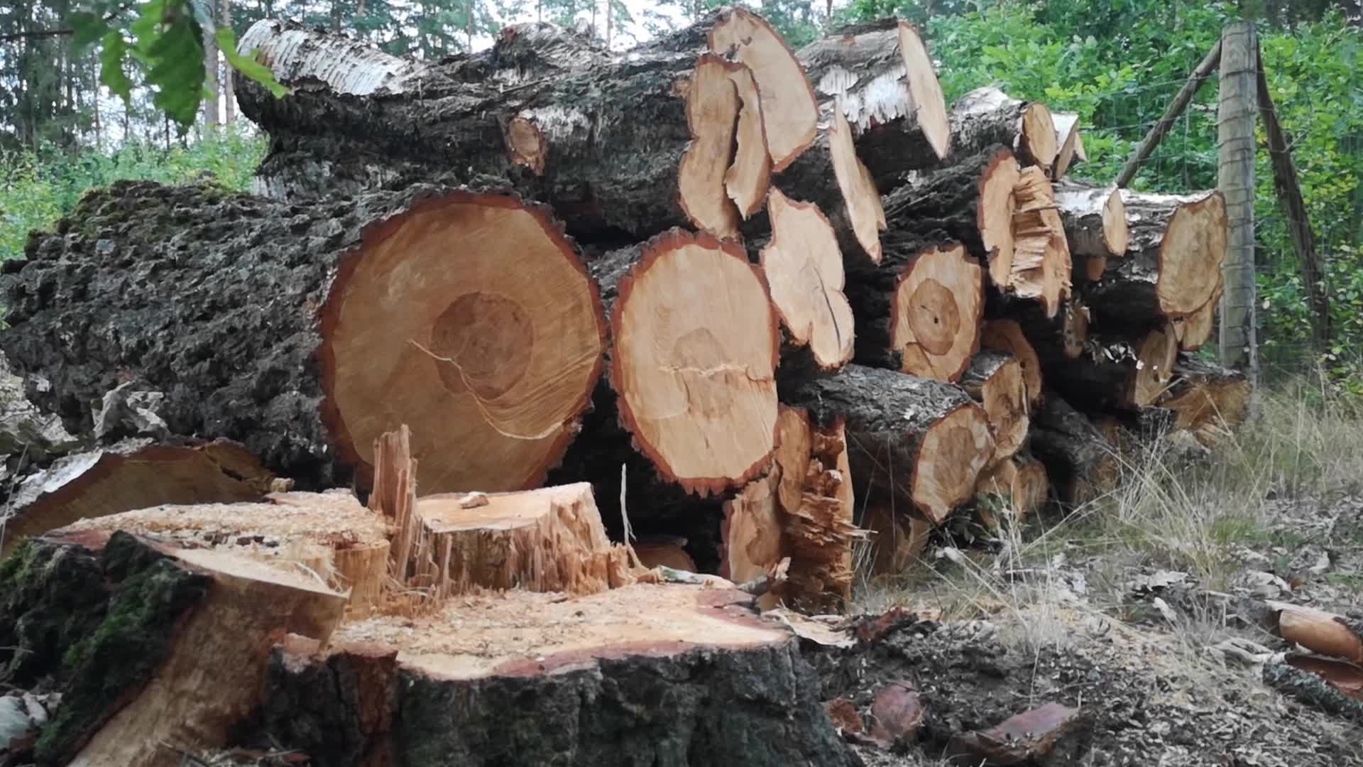 State Forests In Gdansk Resigns FSC Certification