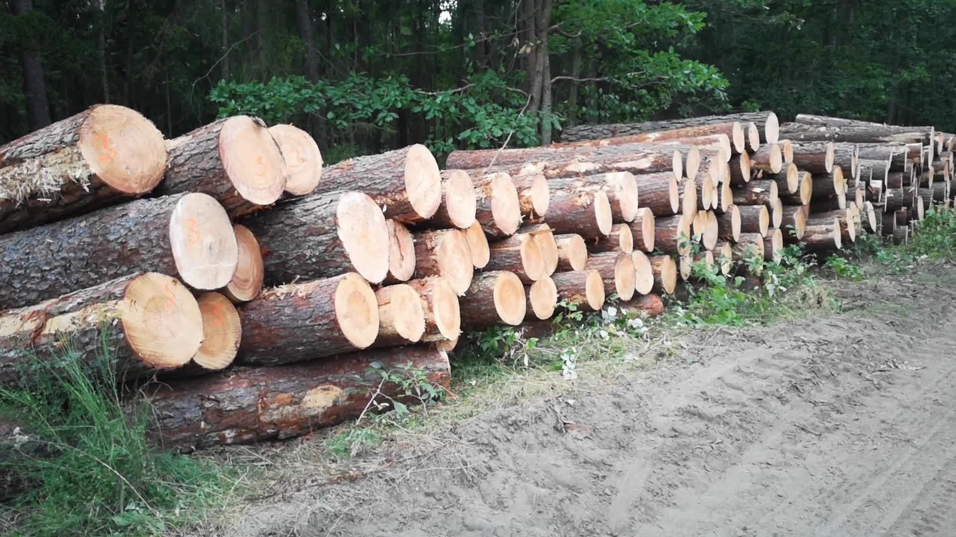State Forests In Gdansk Resigns FSC Certification