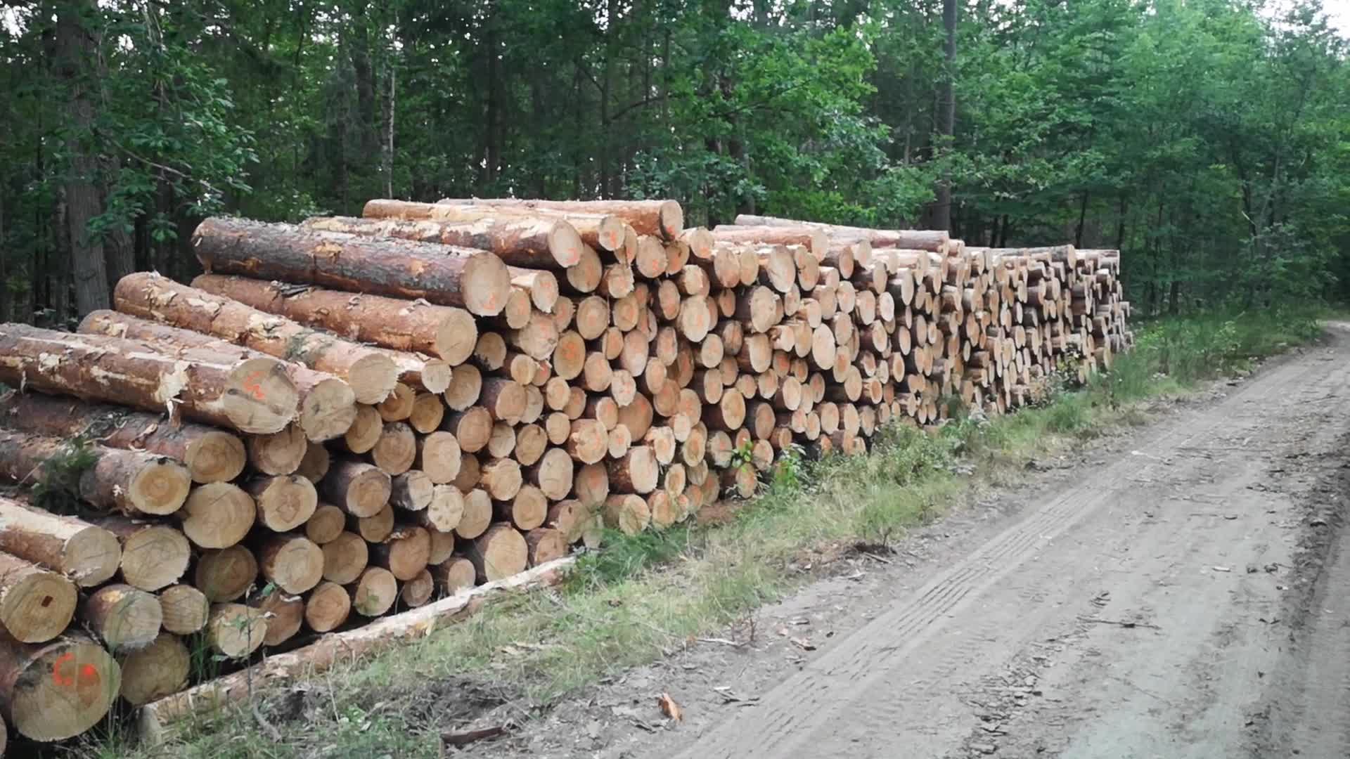 State Forests In Gdansk Resigns FSC Certification