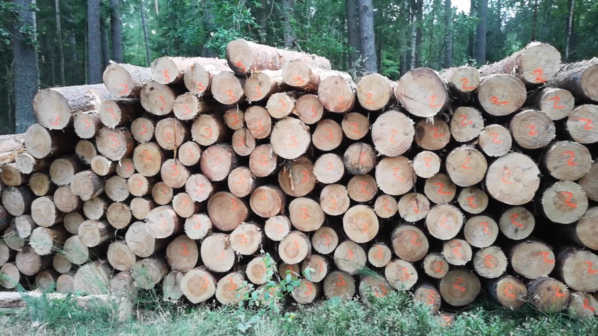 State Forests In Gdansk Resigns FSC Certification