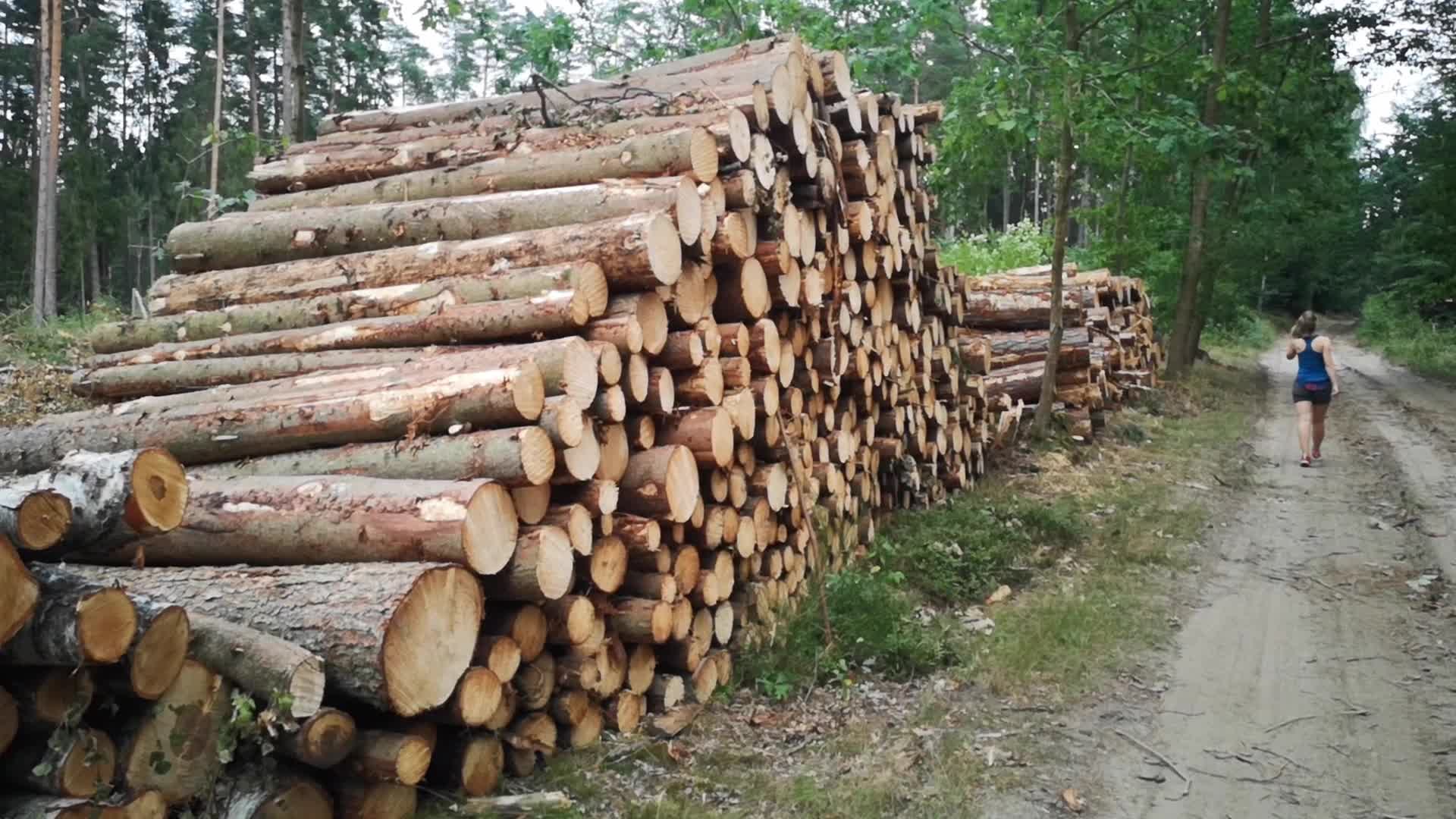 State Forests In Gdansk Resigns FSC Certification