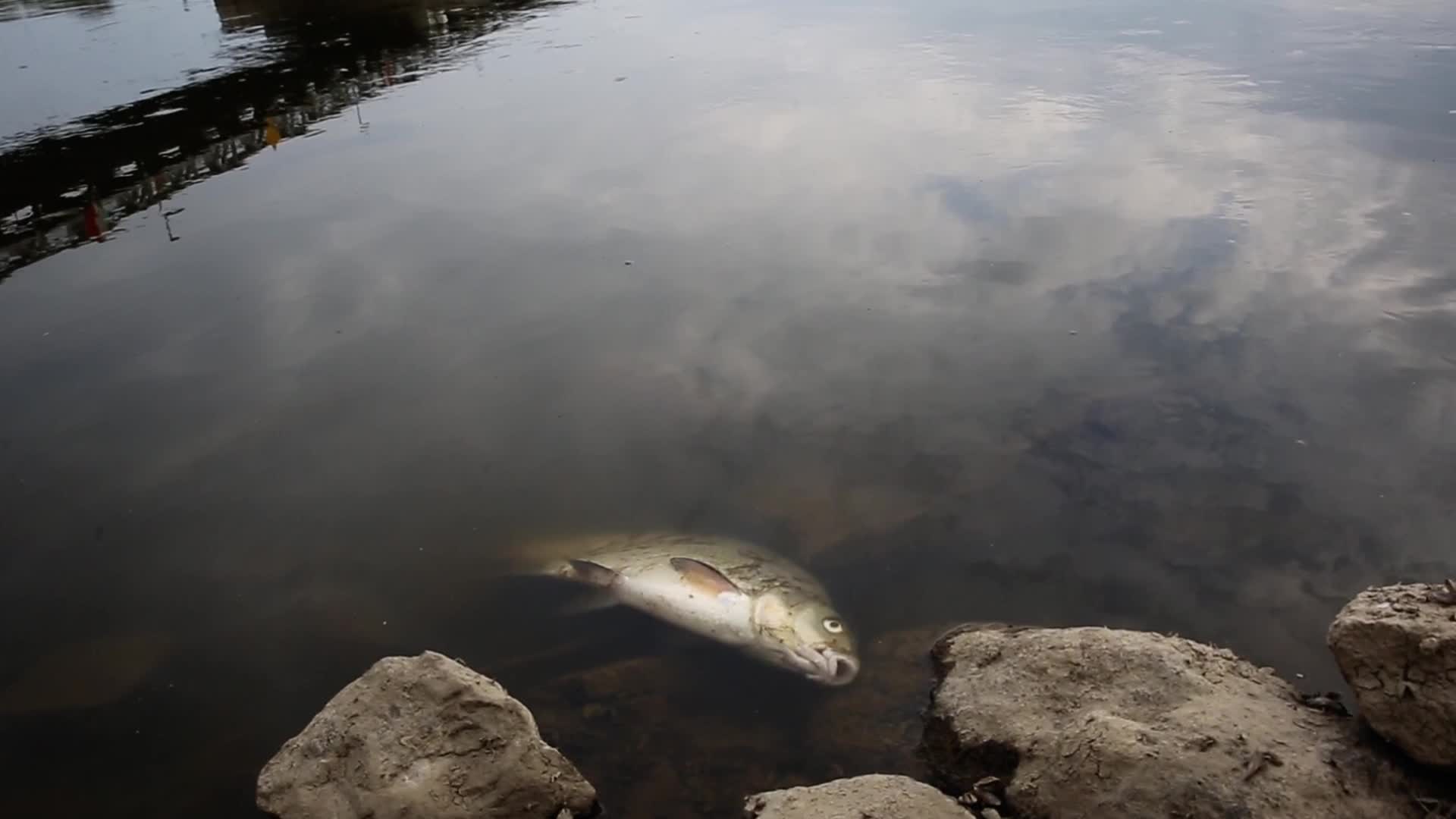 Oder river contaminated on German-Polish Border