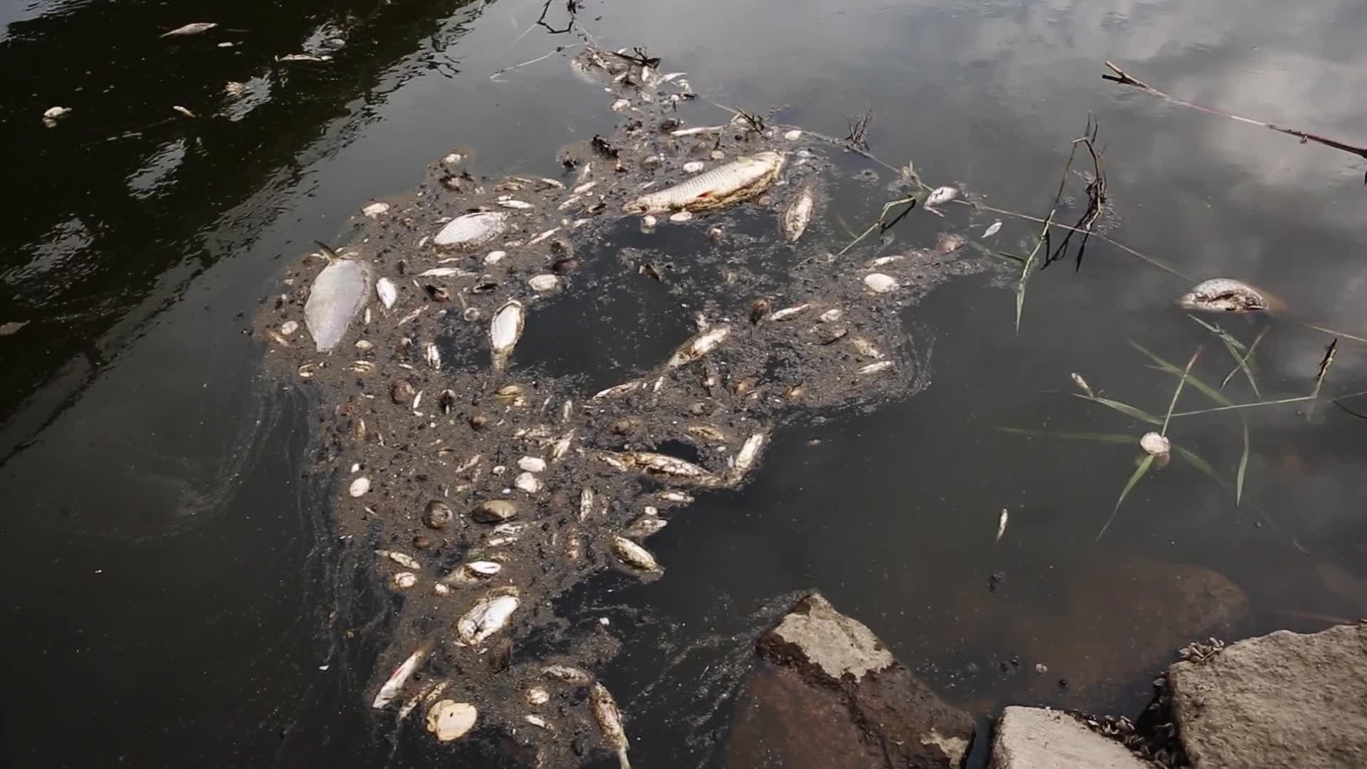 Oder river contaminated on German-Polish Border