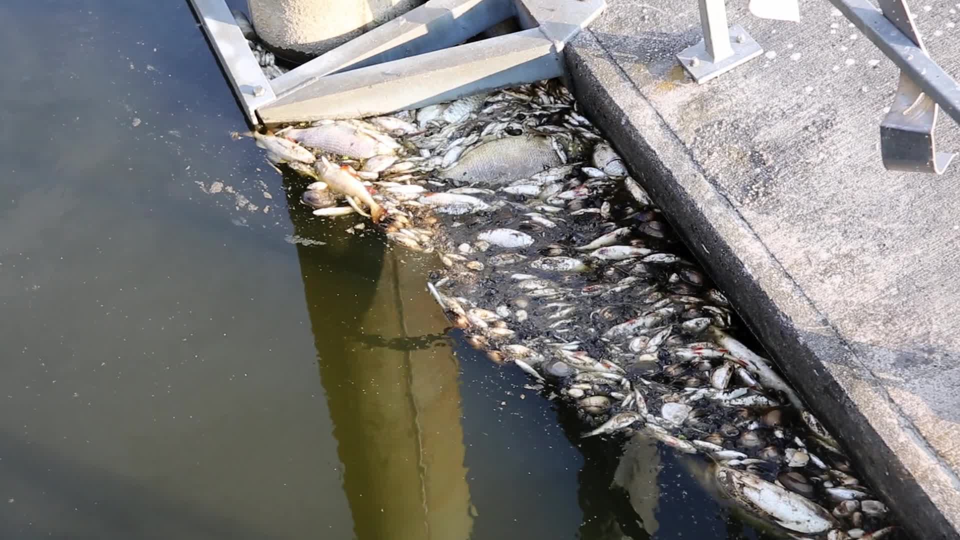 Oder river contaminated on German-Polish Border