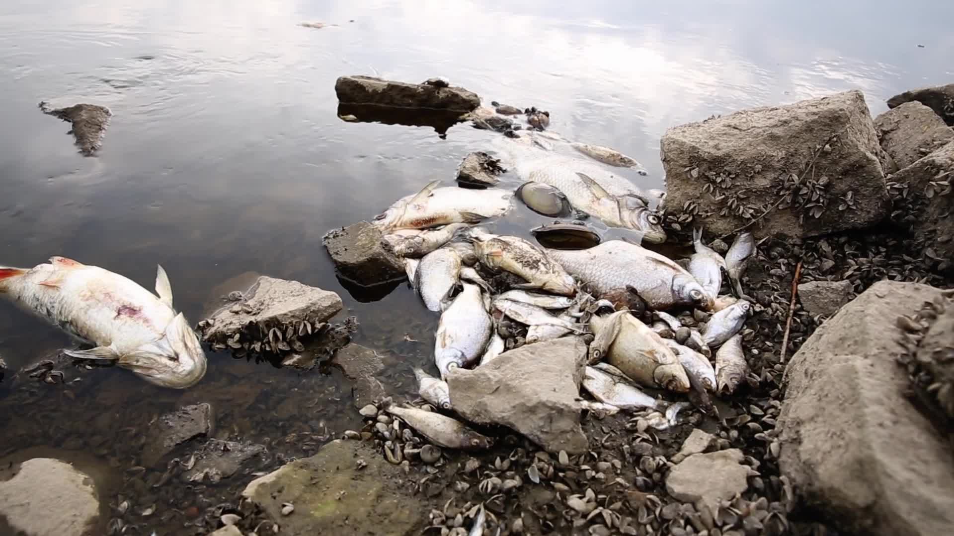 Oder river contaminated on German-Polish Border