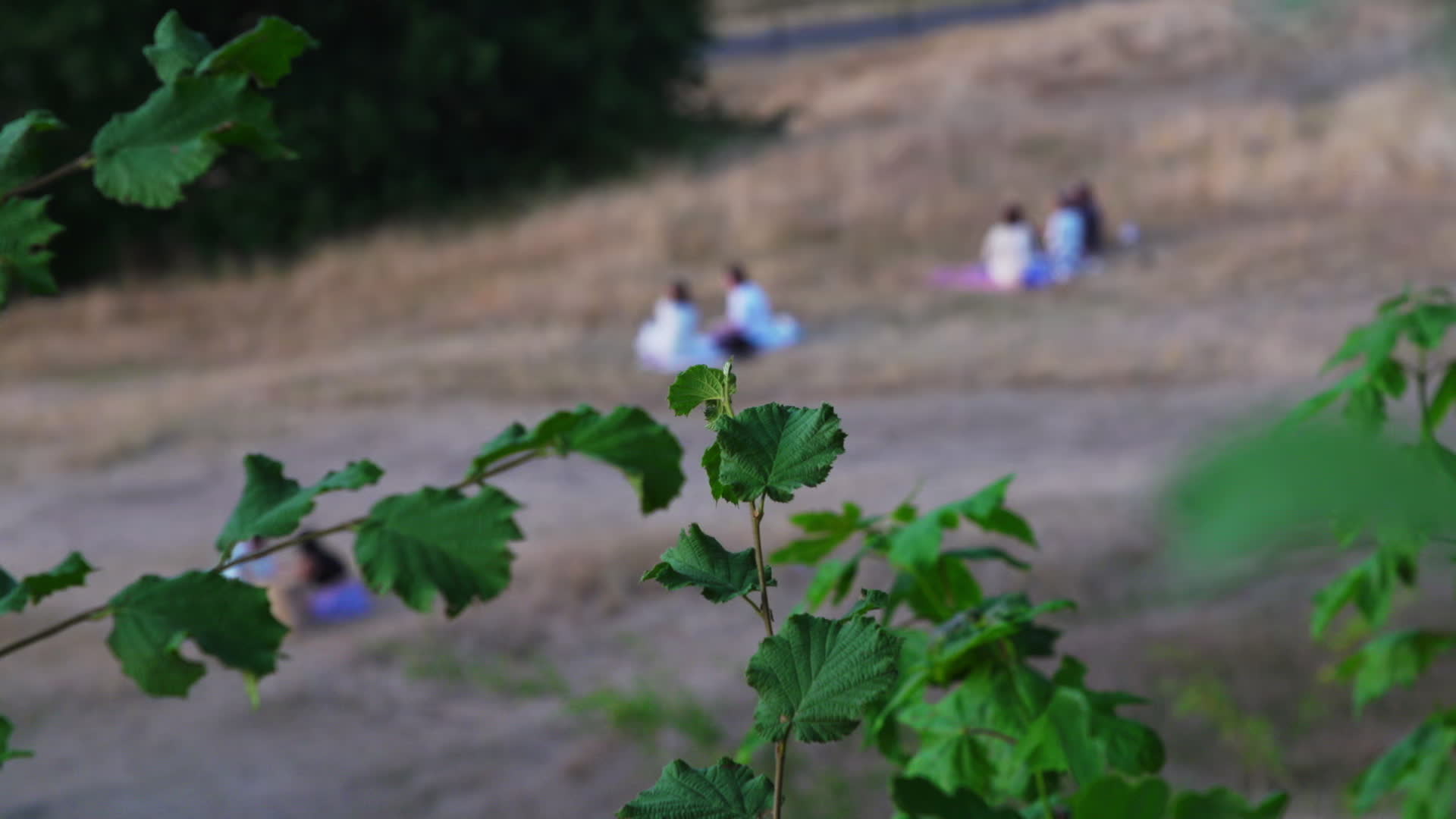 Greenwich Park in London During Heatwave