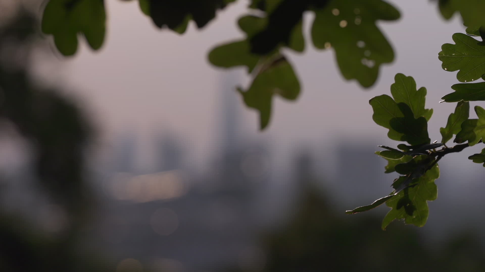 Greenwich Park in London During Heatwave