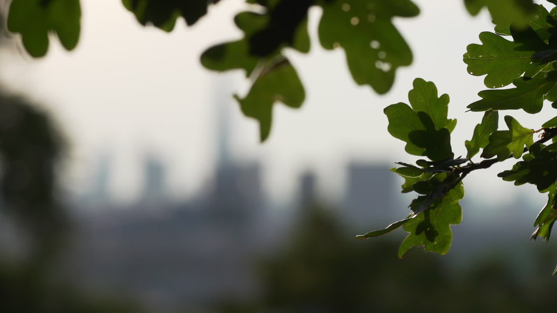 Greenwich Park in London During Heatwave