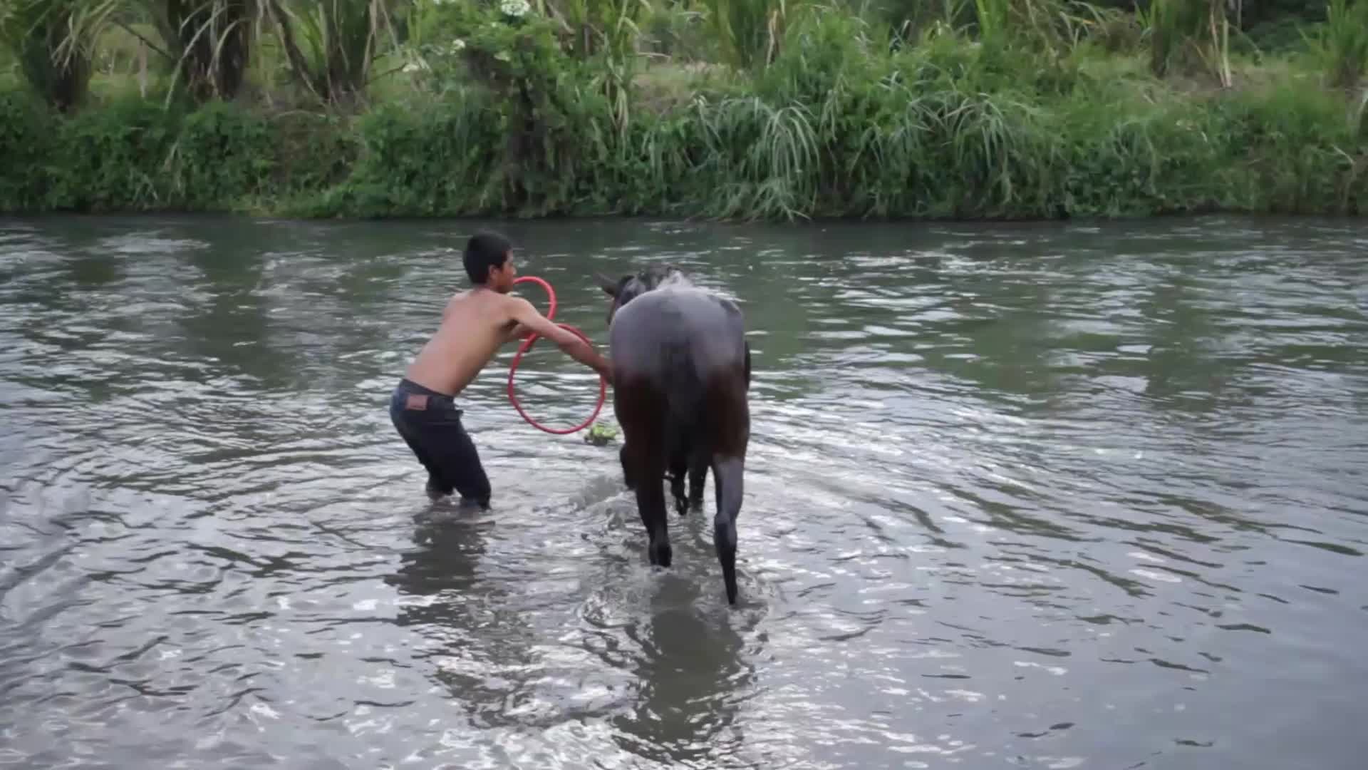 Traditional Horse Racing In The Gayo Highlands Of Aceh