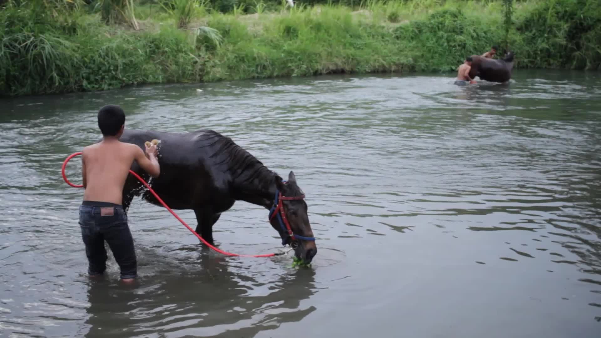 Traditional Horse Racing In The Gayo Highlands Of Aceh
