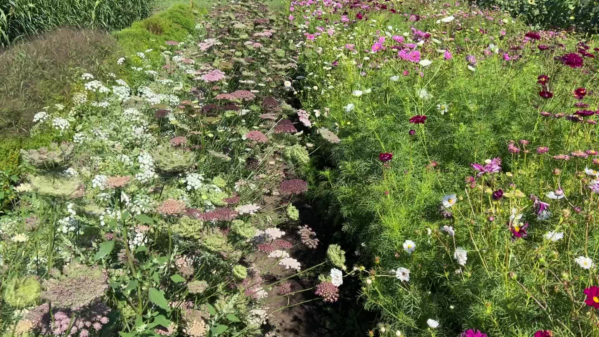 Flower farm