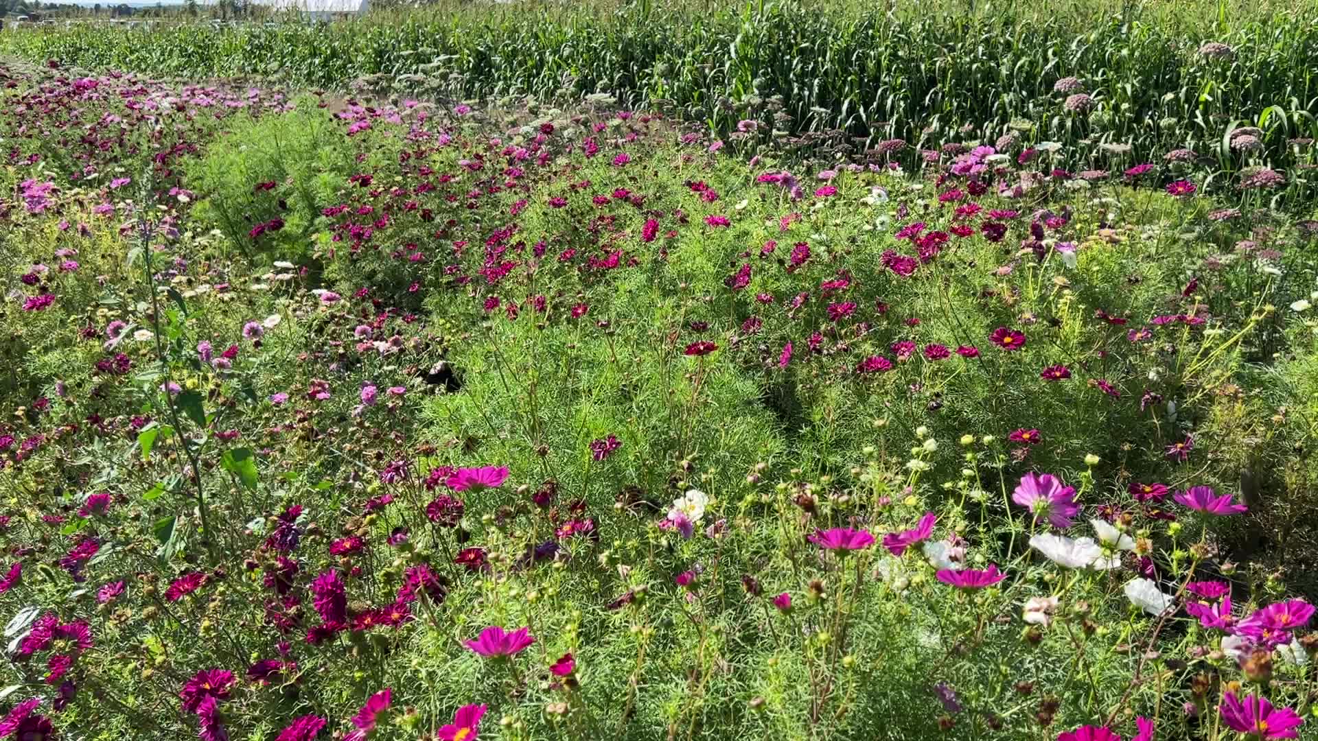 Flower farm