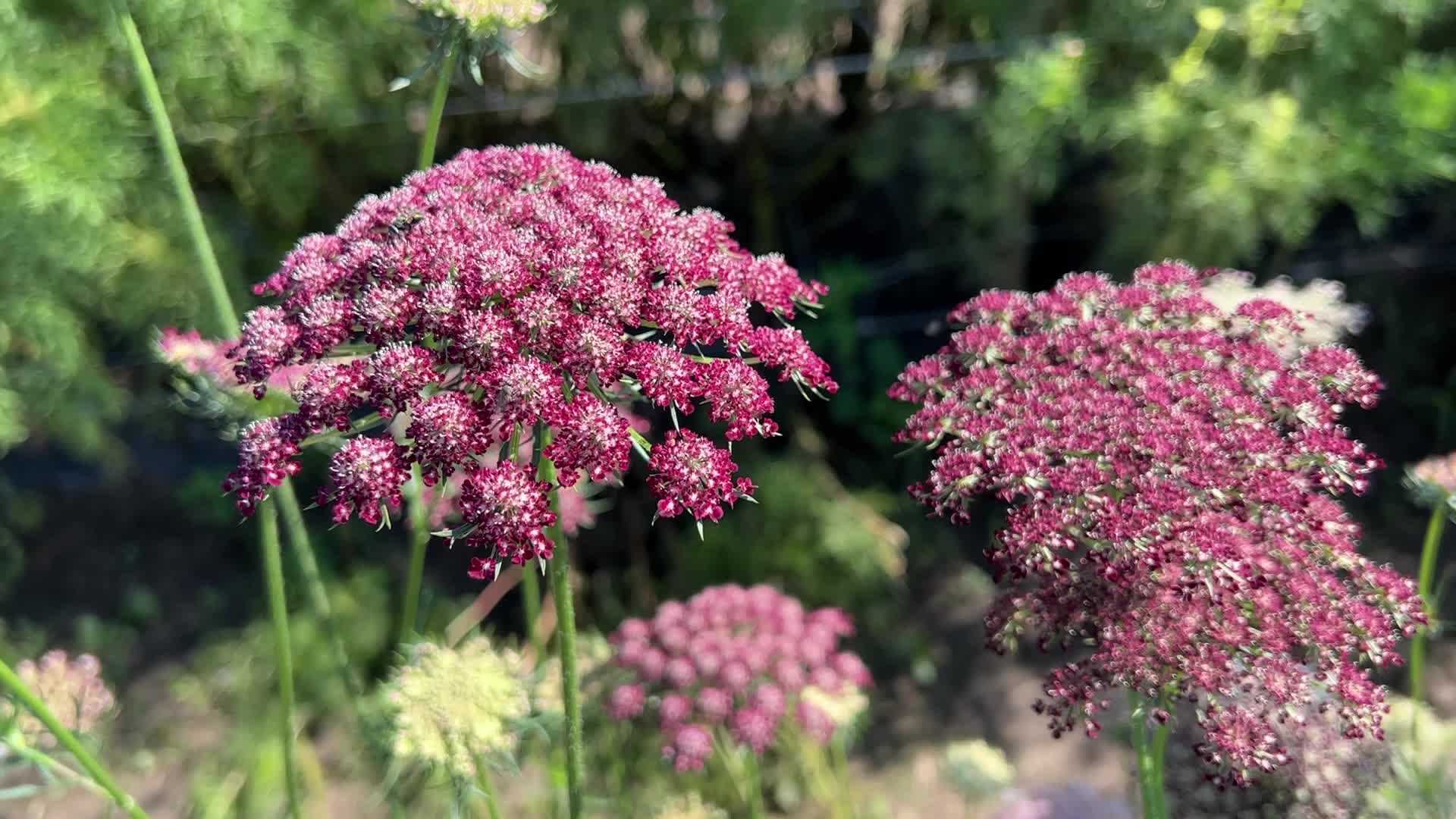 Flower farm