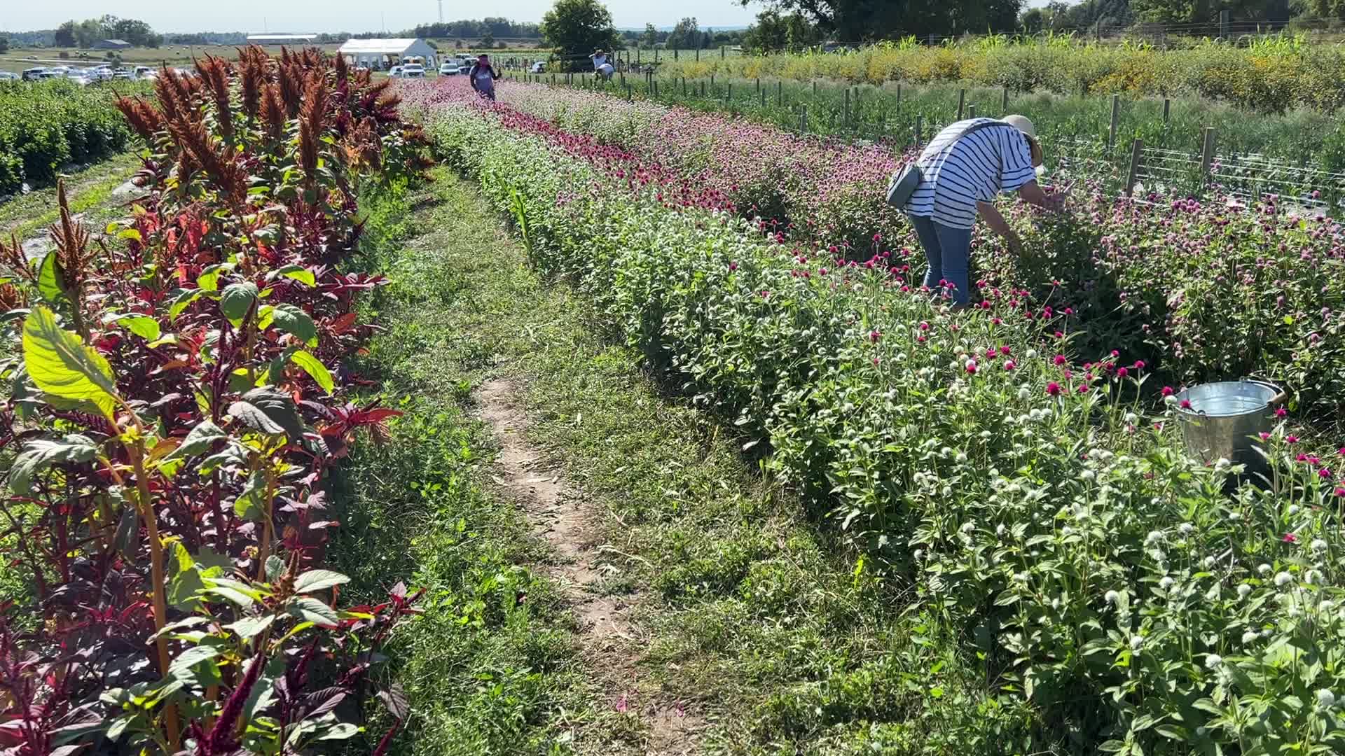 Flower farm