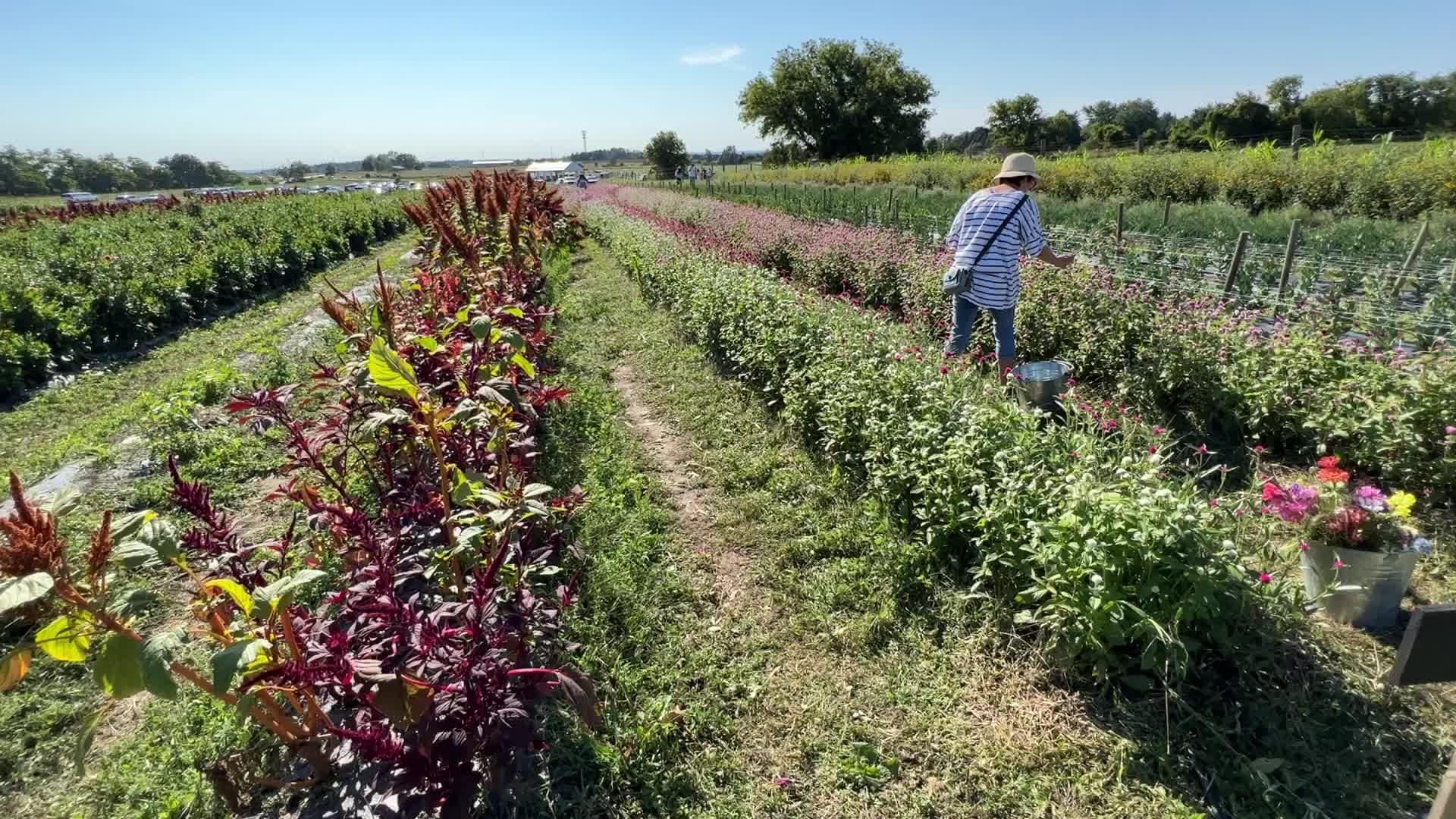 Flower farm