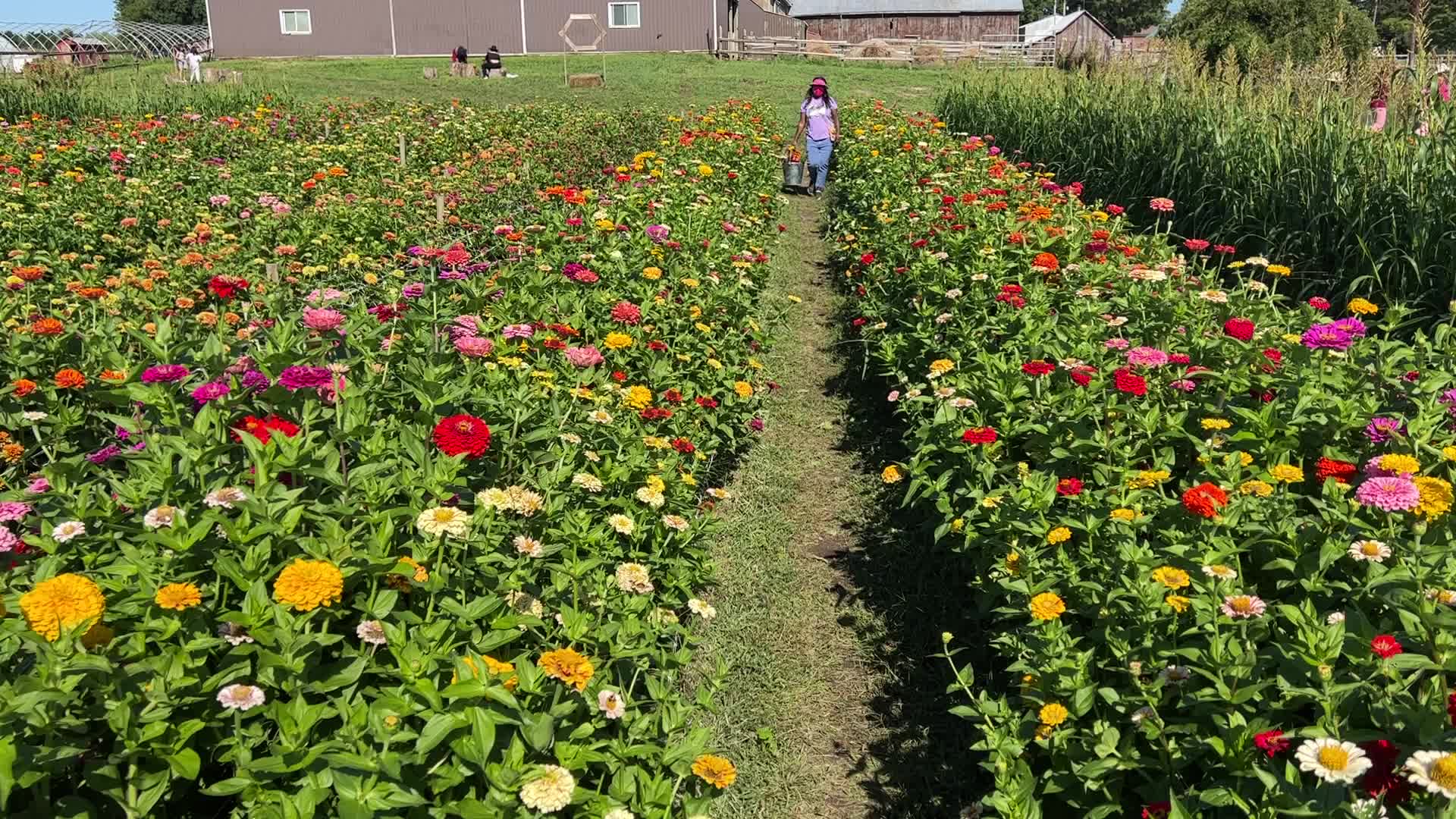 Flower farm
