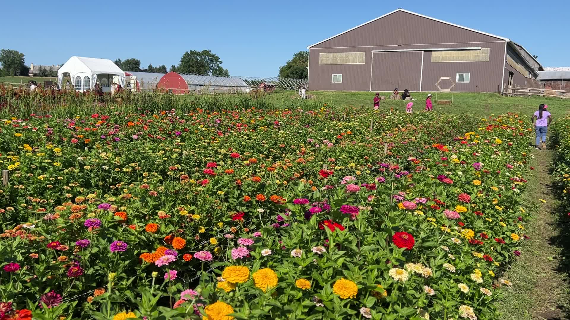 Flower farm