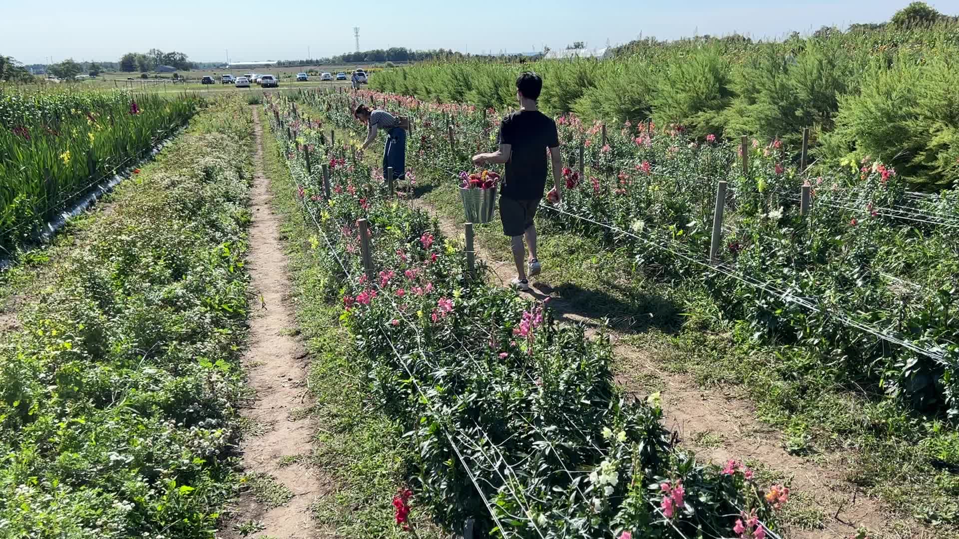 Flower farm