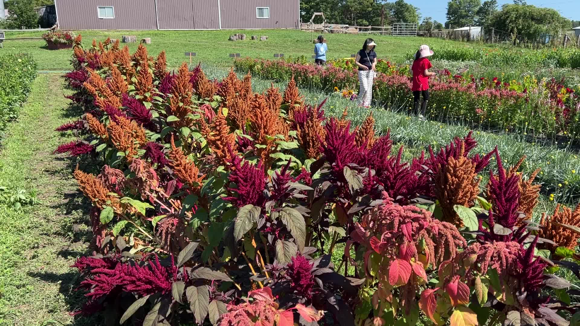 Flower farm