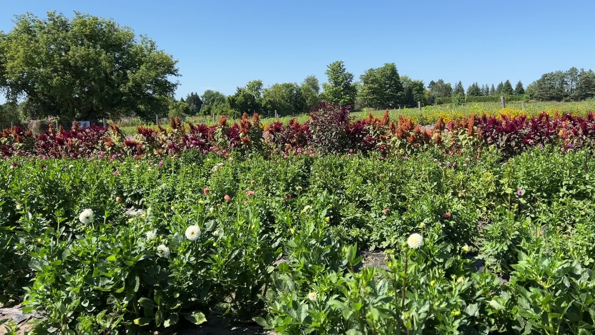 Flower farm