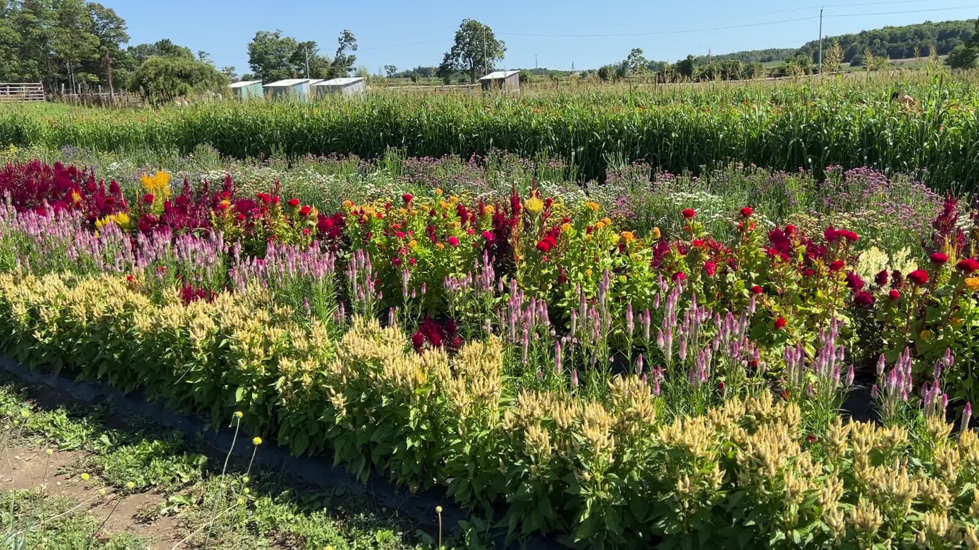 Flower farm