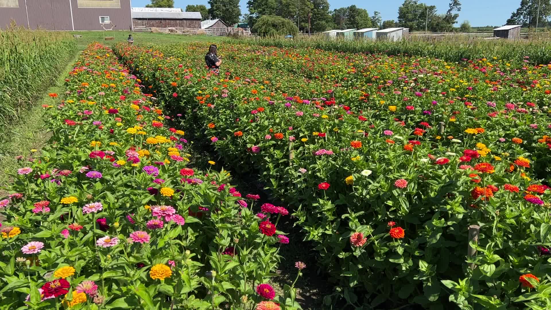 Flower farm