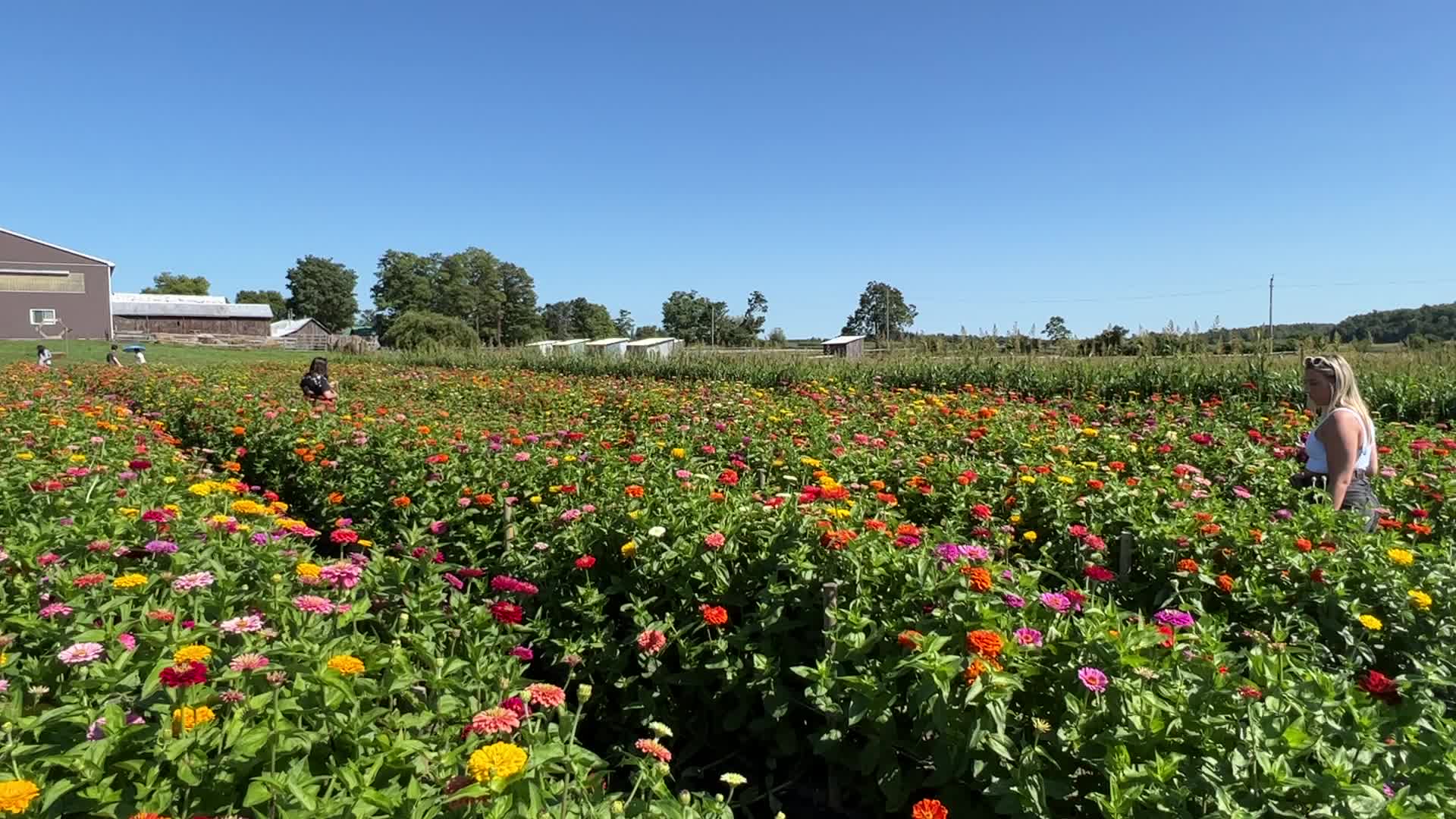 Flower farm