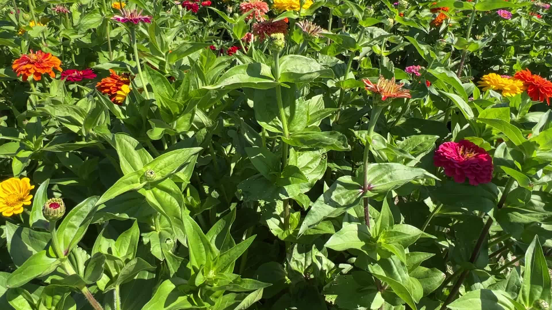 Flower farm