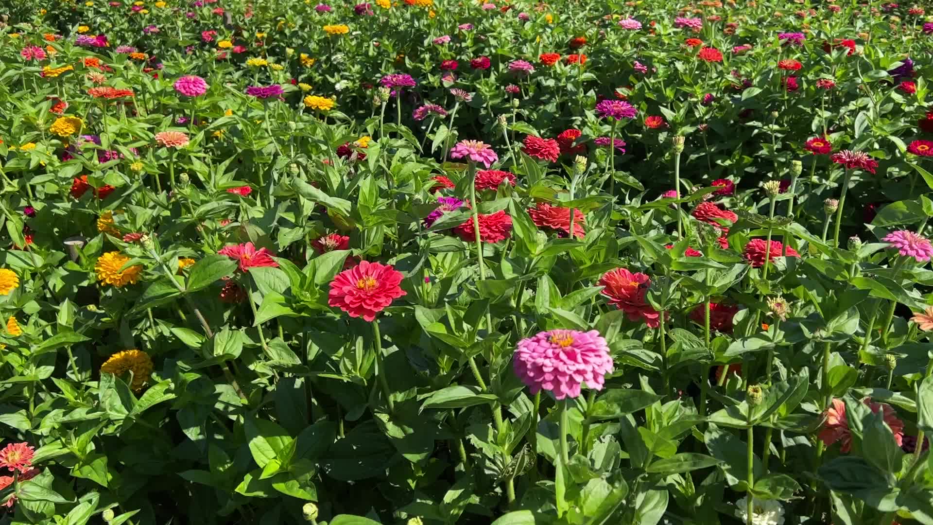 Flower farm