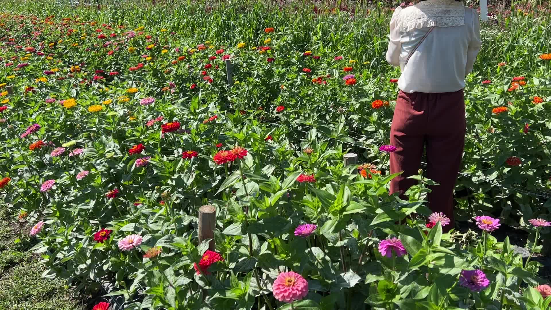 Flower farm