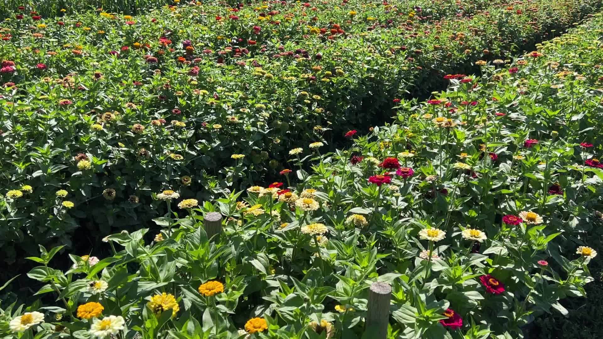 Flower farm