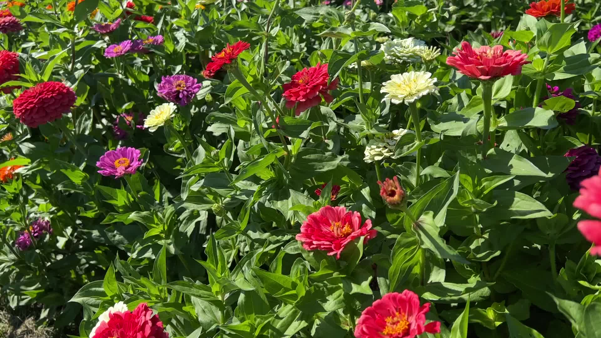 Flower farm