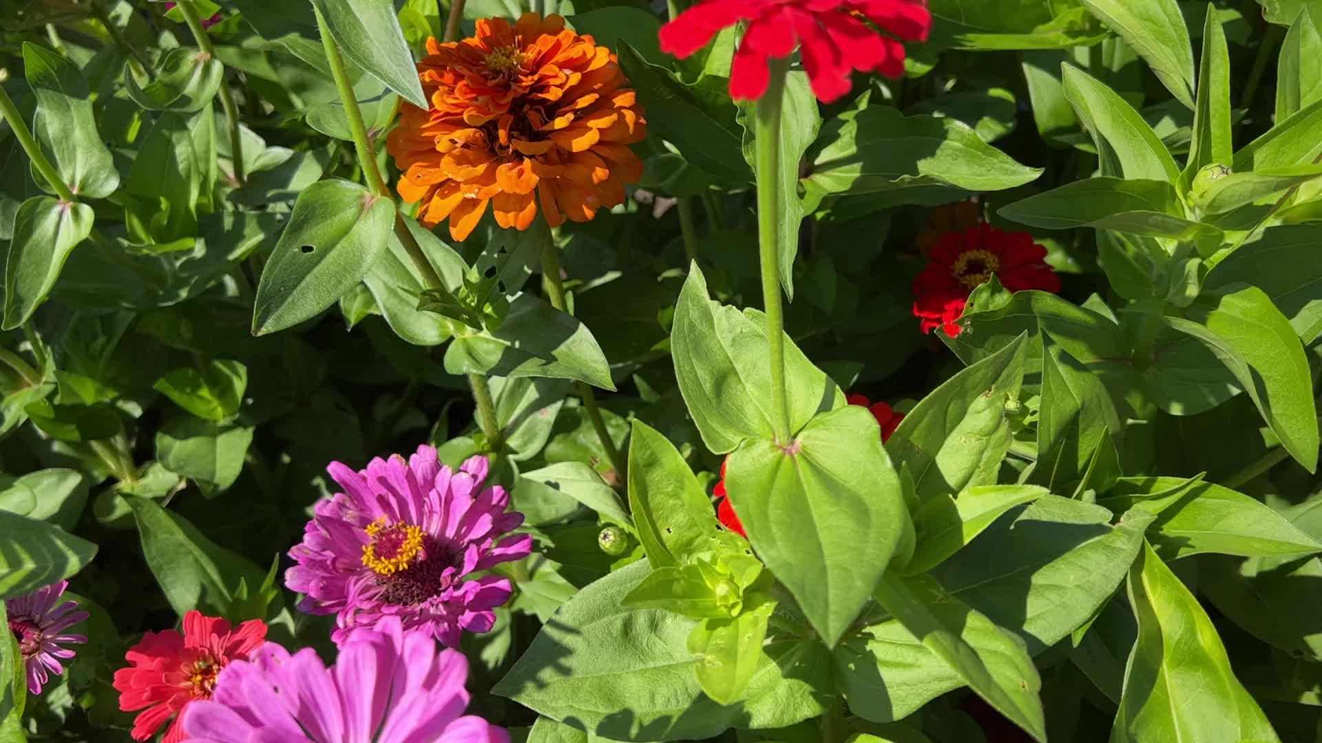 Flower farm