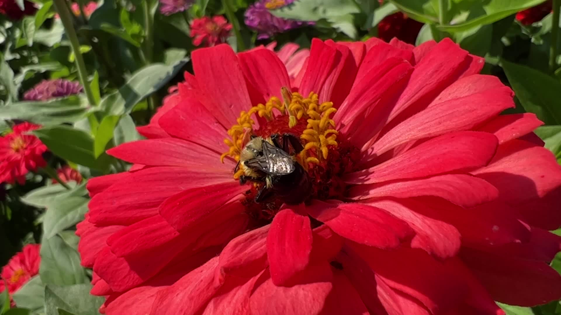 Insects in Markham, Canada