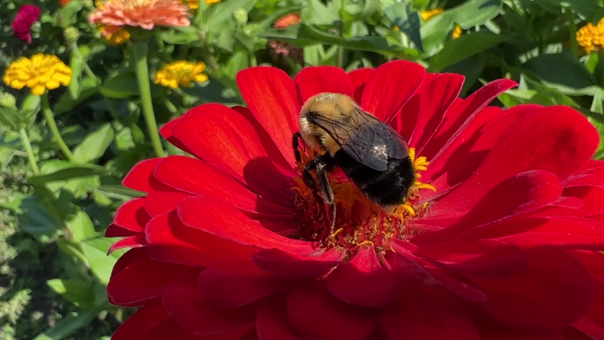 Insects in Markham, Canada