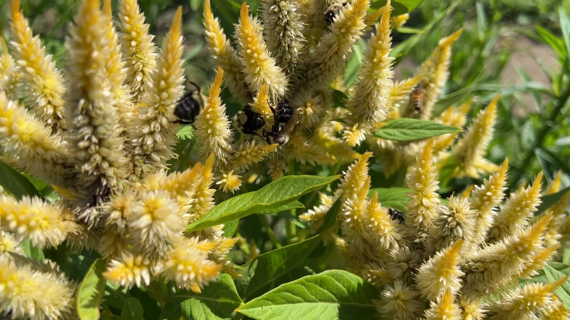 Insects in Markham, Canada