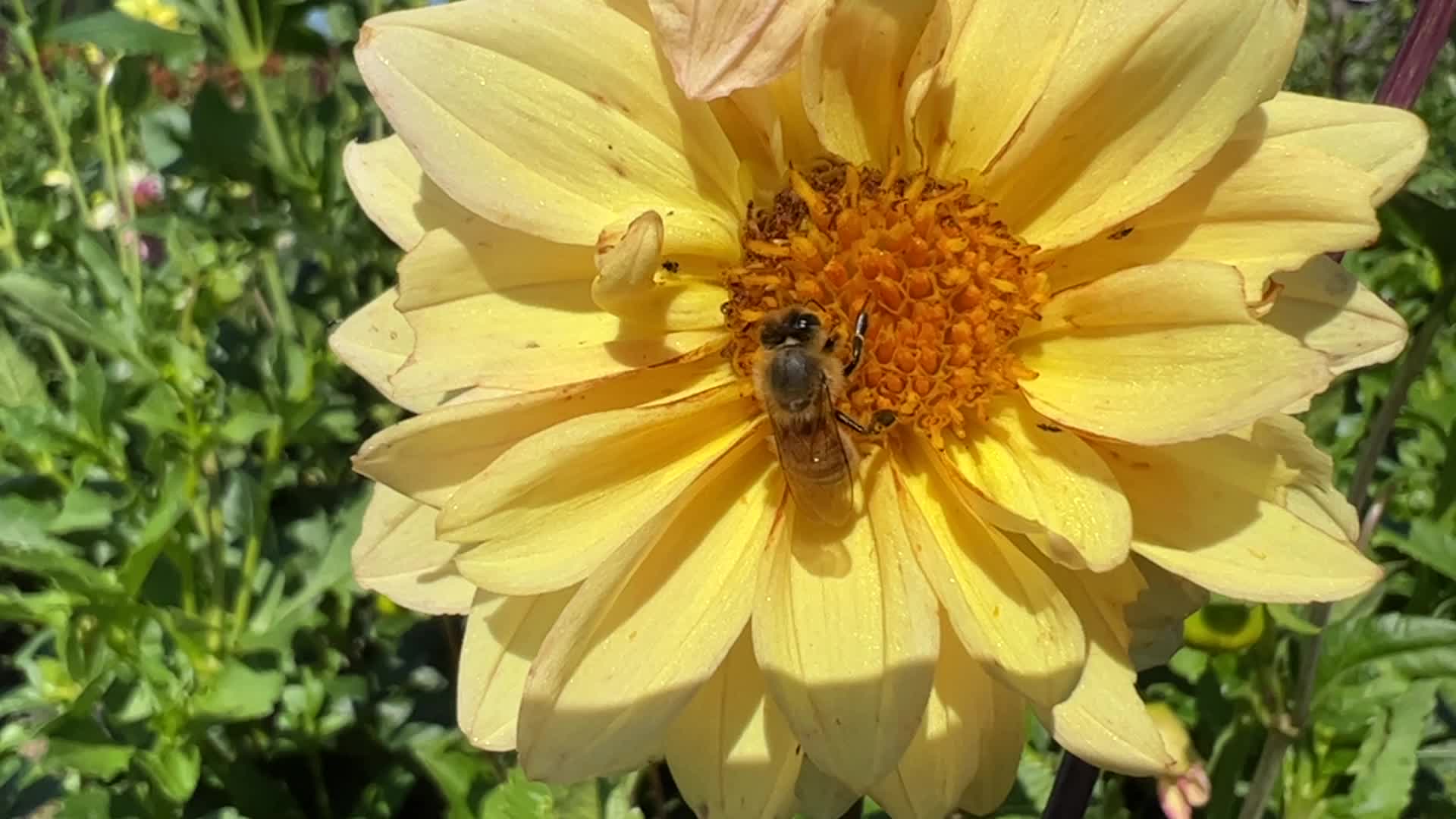 Insects in Markham, Canada