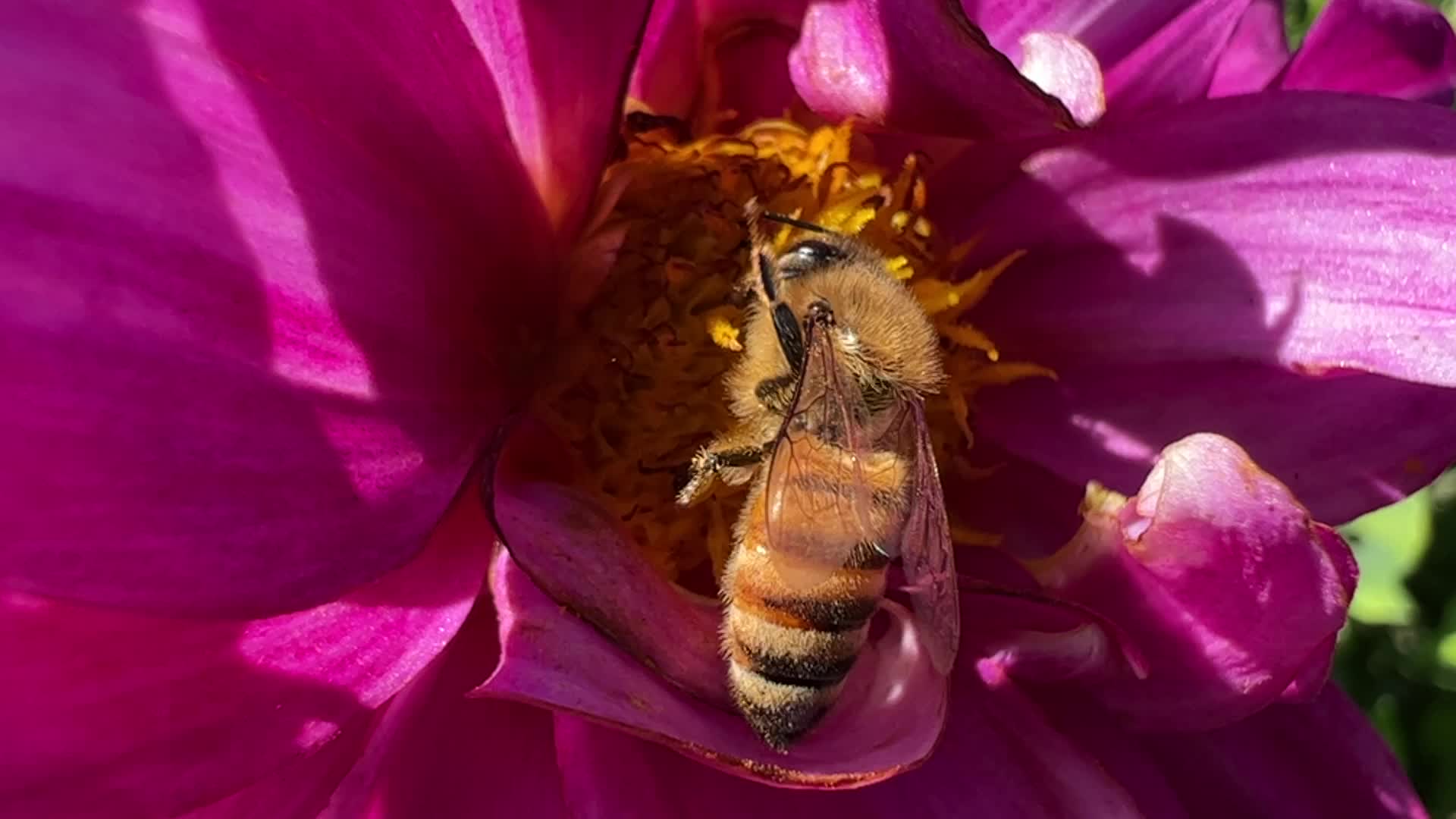 Insects in Markham, Canada