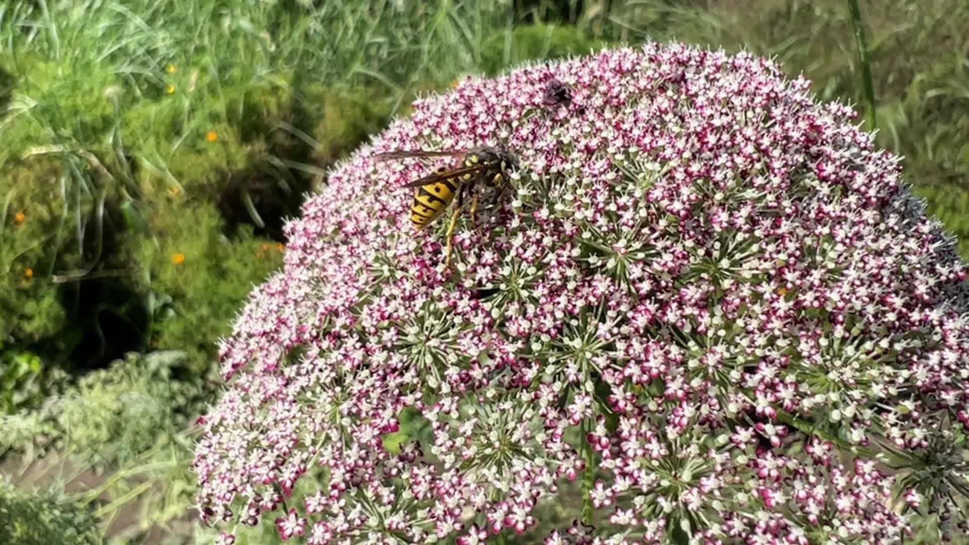 Insects in Markham, Canada