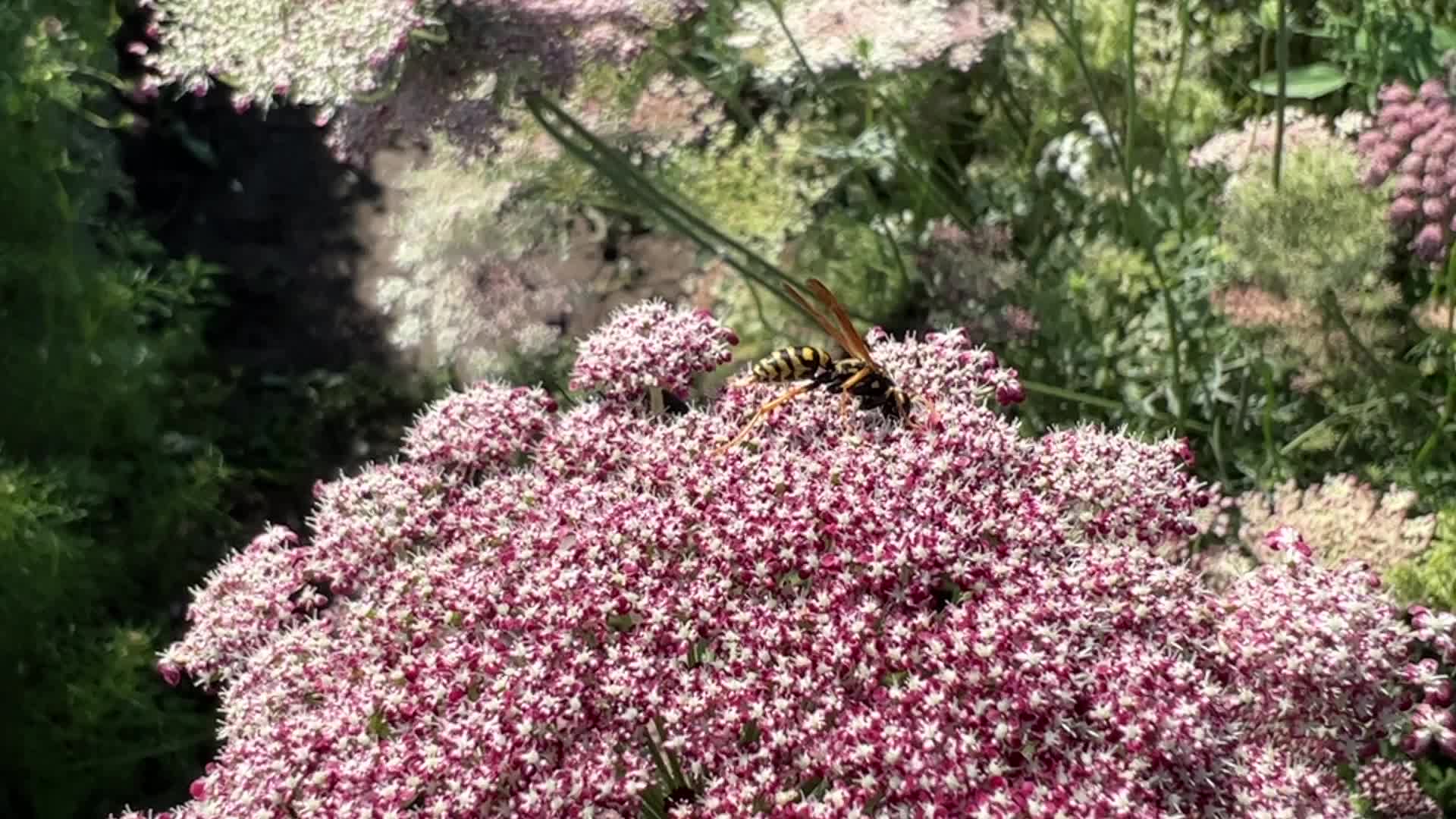 Insects in Markham, Canada