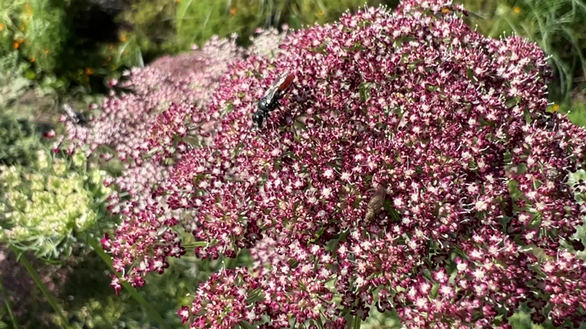 Insects in Markham, Canada