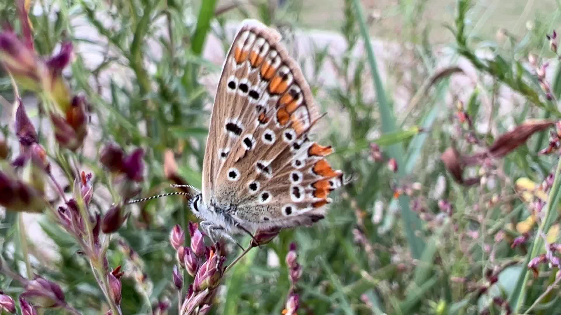 Insects in Markham, Canada