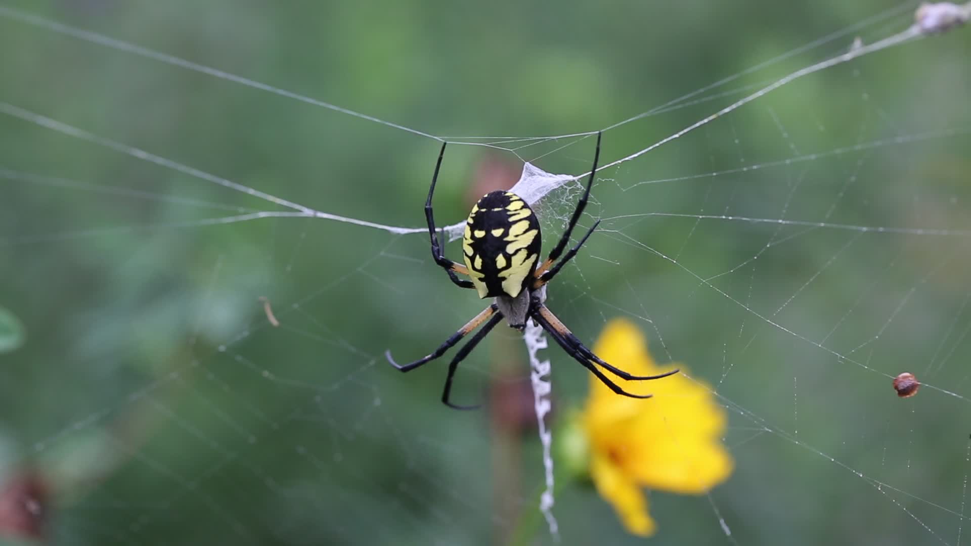 Black and yellow garden spider
