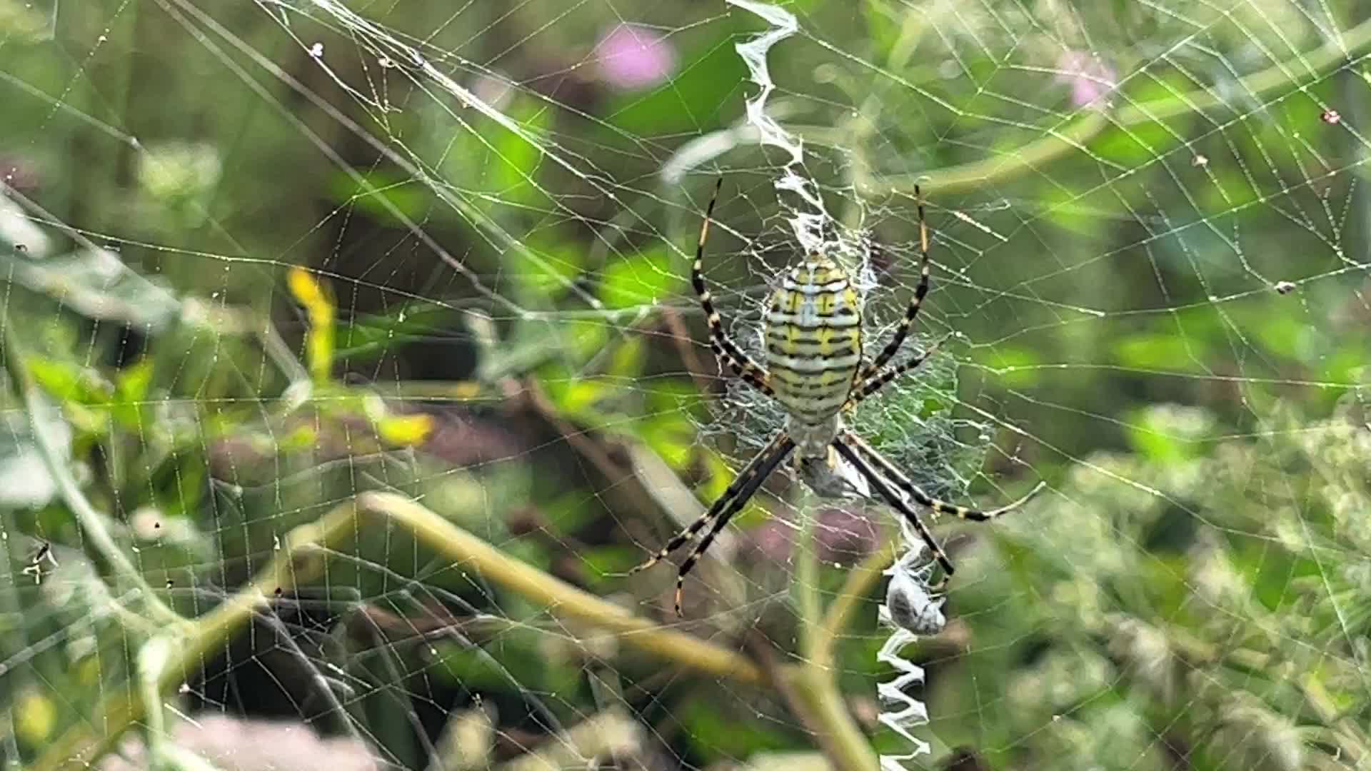 Black and yellow garden spider