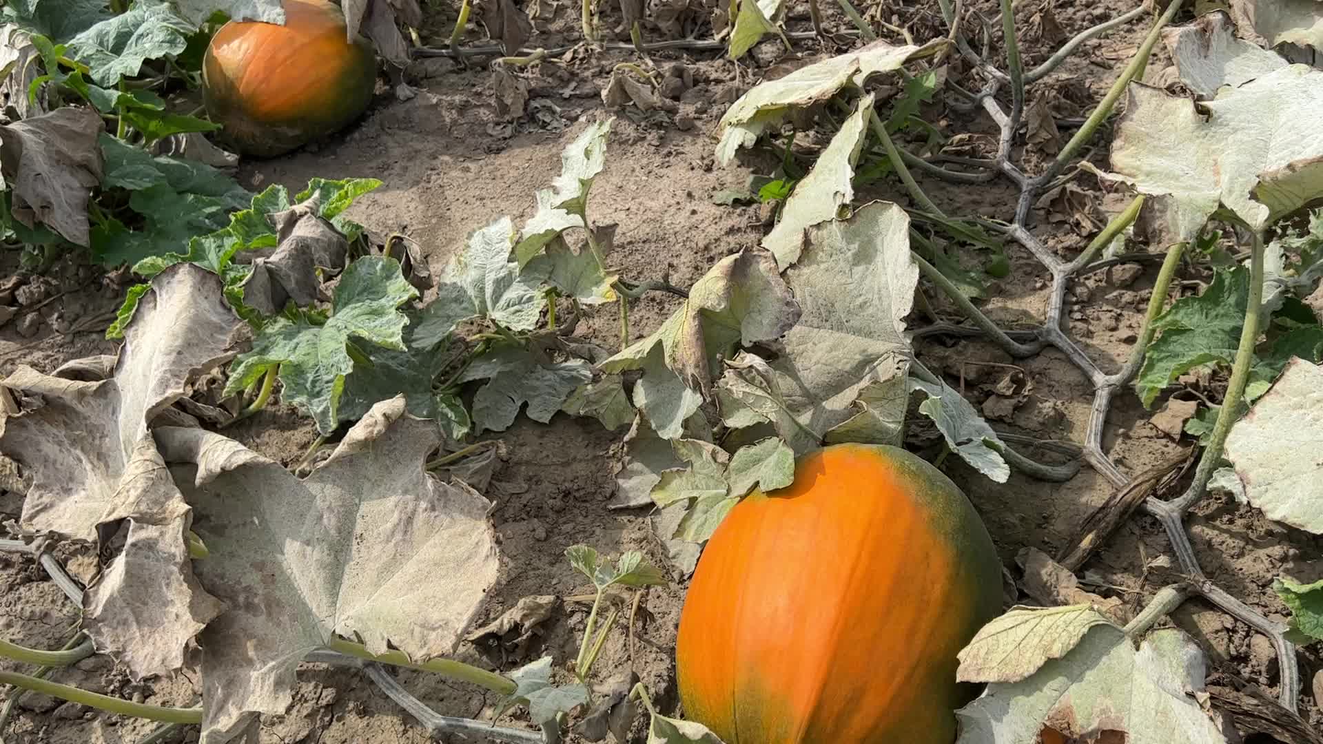 Agriculture in Canada
