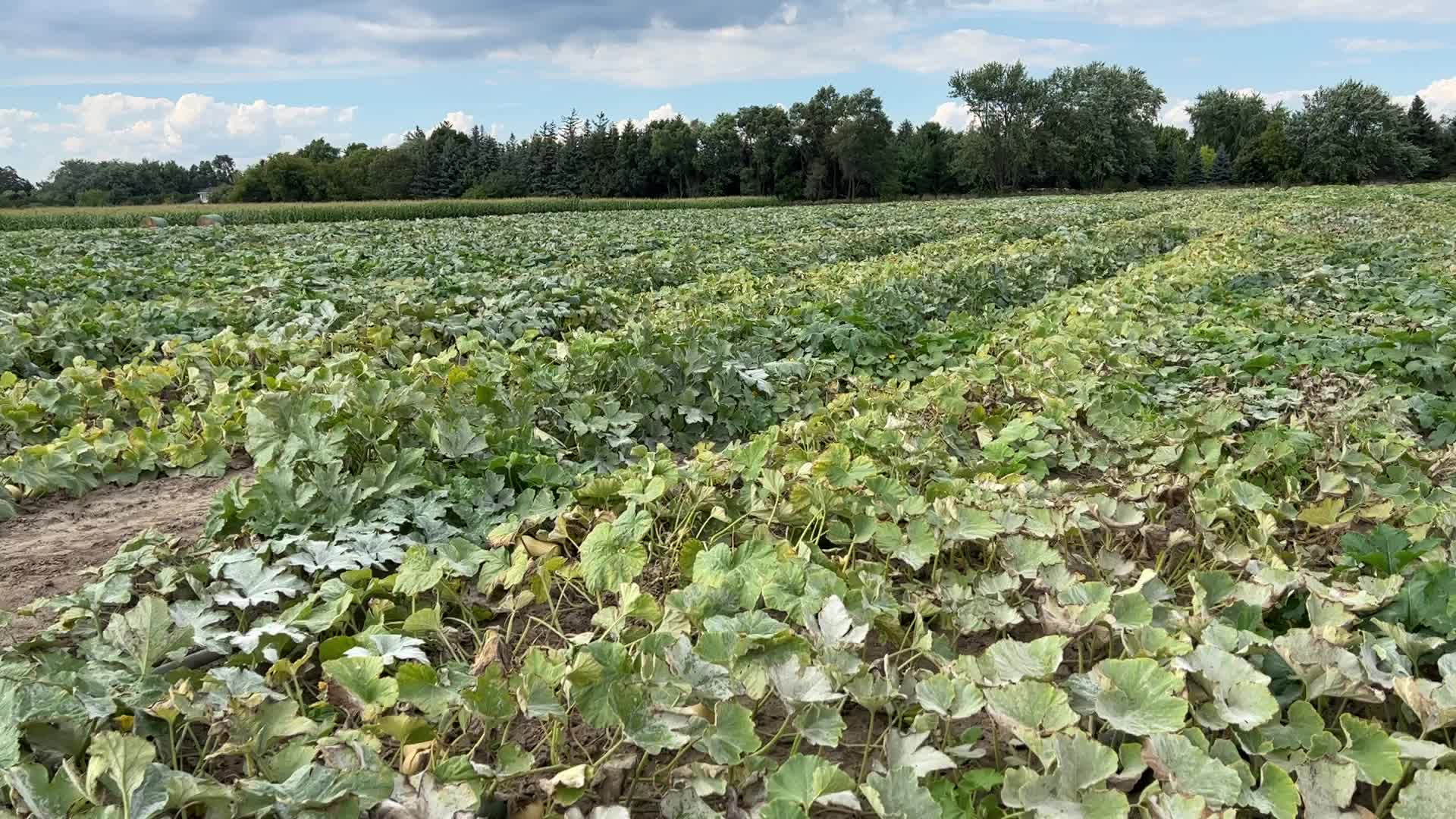 Agriculture in Canada