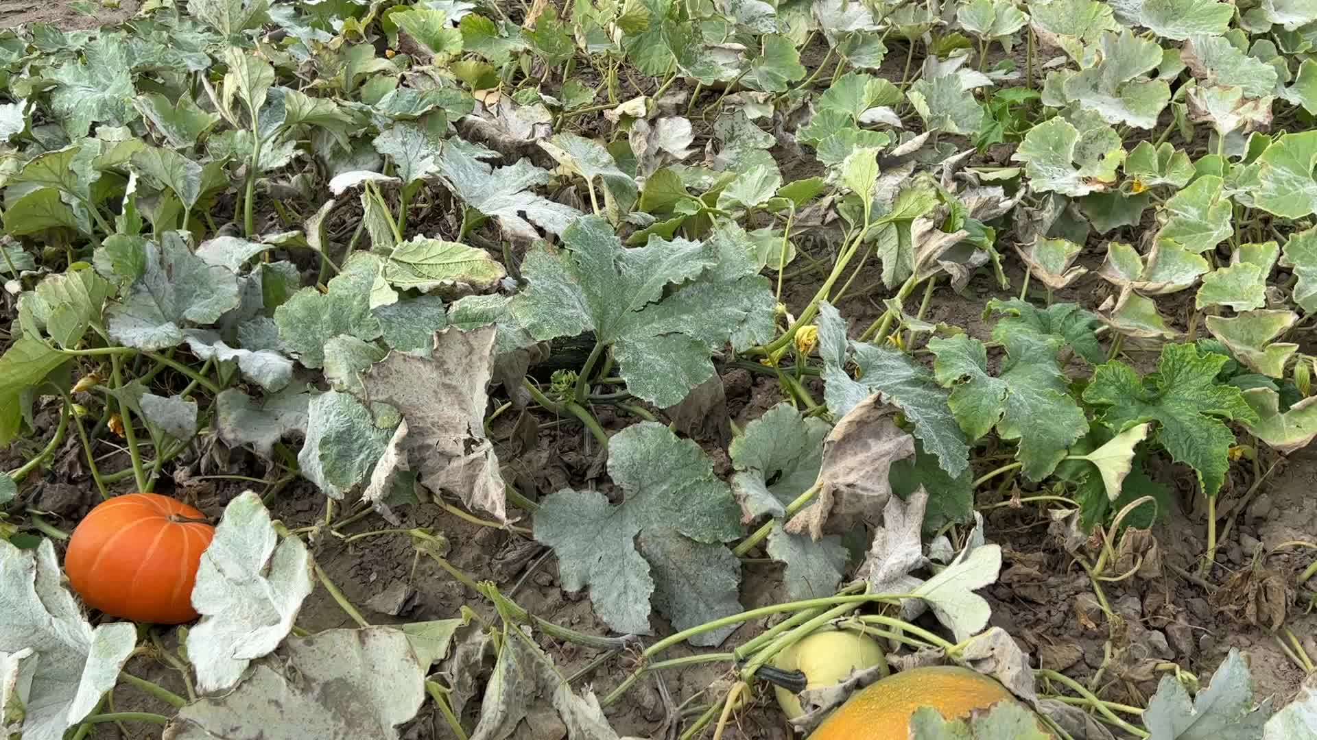 Agriculture in Canada