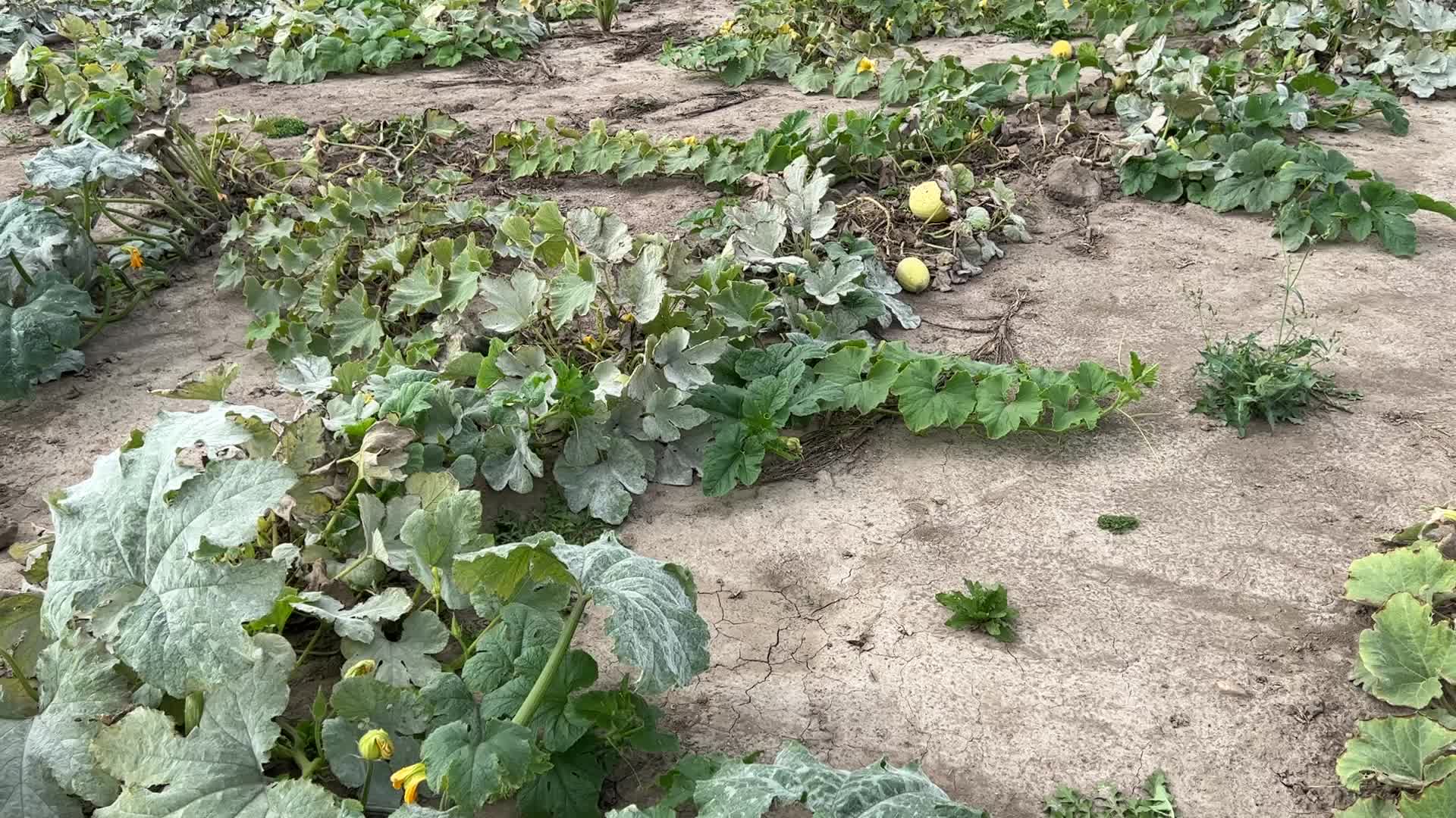 Agriculture in Canada